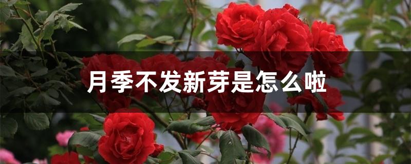 月季不发新芽是怎么啦 月季不发新芽是怎么啦