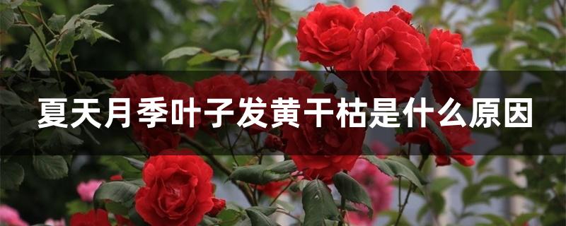 夏天月季叶子发黄干枯是什么原因 夏天月季叶子发黄干枯是什么原因