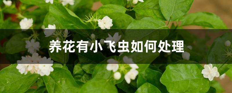 养花有小飞虫如何处理