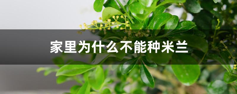 家里为什么不能种米兰