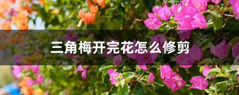 三角梅开完花怎么修剪