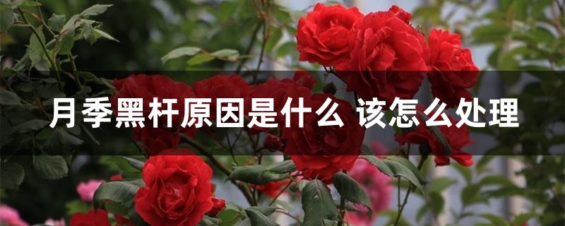 月季黑杆原因是什么