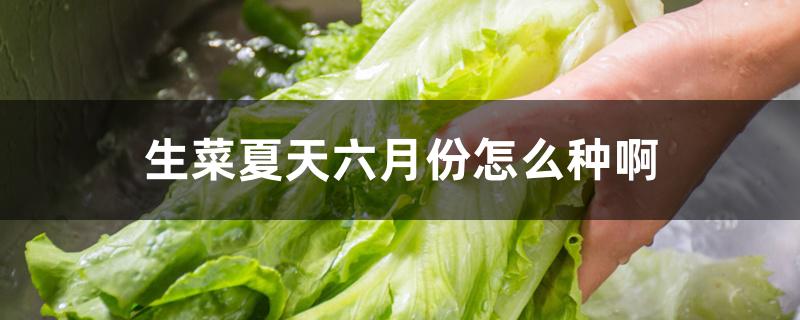 生菜夏天六月份怎么种啊