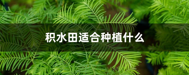 积水田适合种植什么