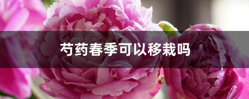 芍药春季可以移栽吗