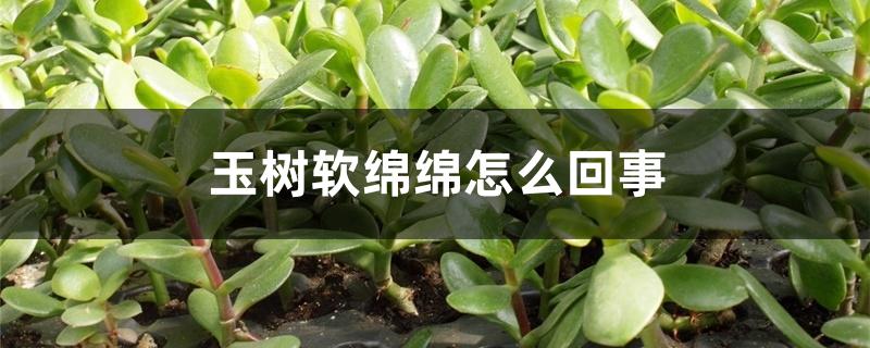 玉树软绵绵怎么回事 玉树软绵绵怎么回事