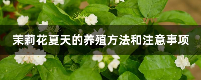 茉莉花夏天的养殖方法和注意事项