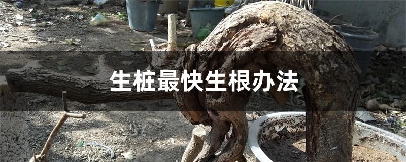 生桩最快生根办法