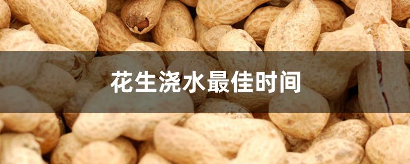 花生浇水最佳时间 花生浇水最佳时间