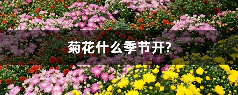 菊花什么季节开?