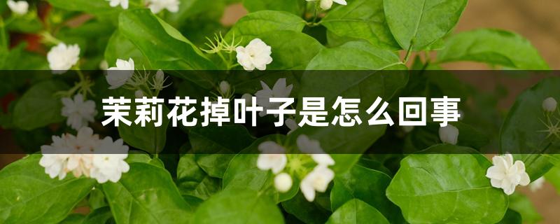 茉莉花掉叶子是怎么回事