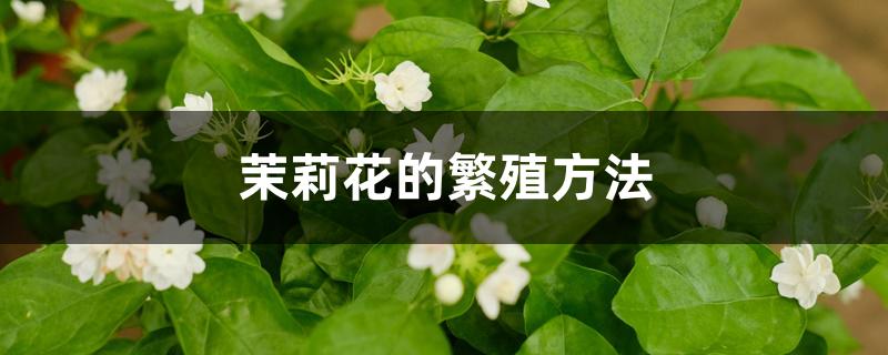 茉莉花的繁殖方法