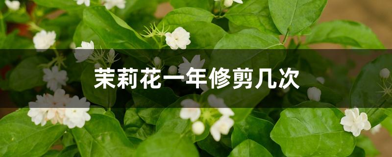 茉莉花一年修剪几次