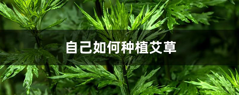 自己如何种植艾草