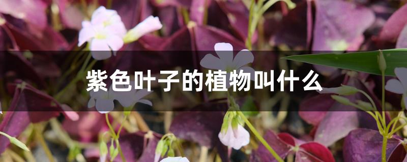 紫色叶子的植物叫什么