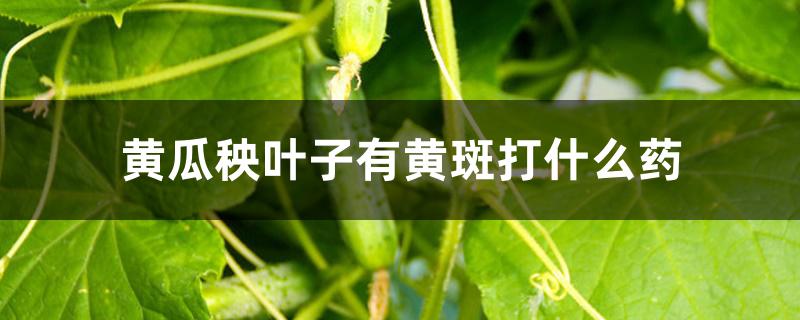 黄瓜秧叶子有黄斑打什么药