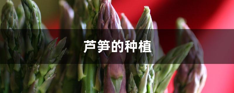 芦笋的种植