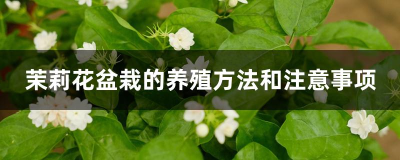 茉莉花盆栽的养殖方法和注意事项