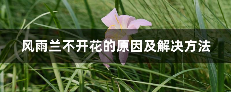 风雨兰不开花的原因及解决方法