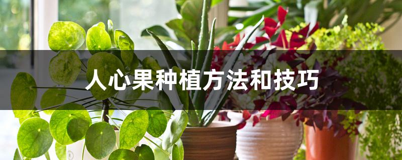 人心果种植方法和技巧