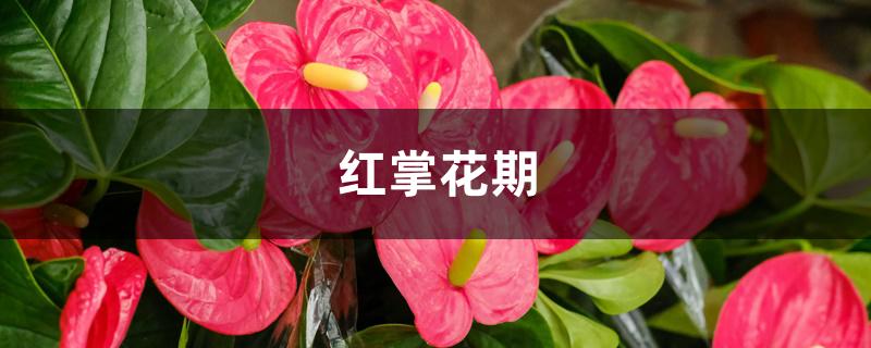 红掌花期