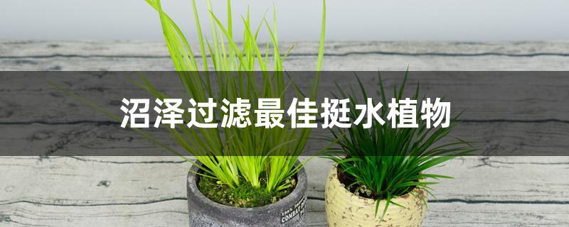 沼泽过滤最佳挺水植物