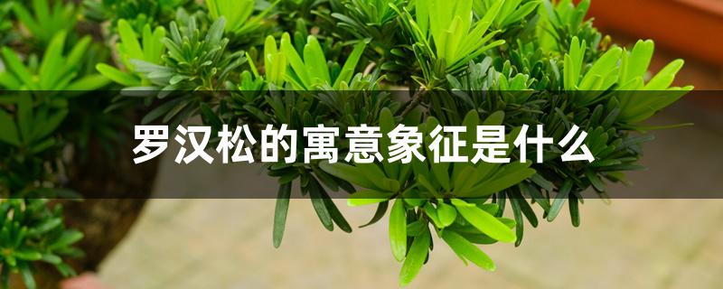 罗汉松的寓意象征是什么 罗汉松的寓意象征是什么