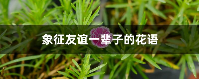 象征友谊一辈子的花语