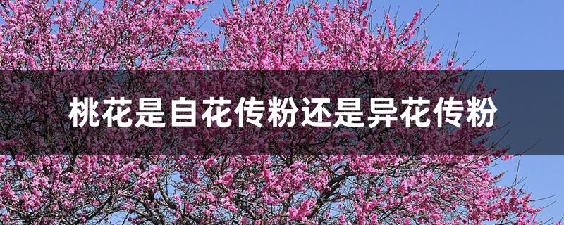 桃花是自花传粉还是异花传粉