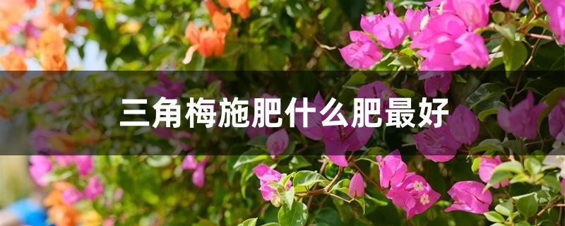 三角梅施肥什么肥最好