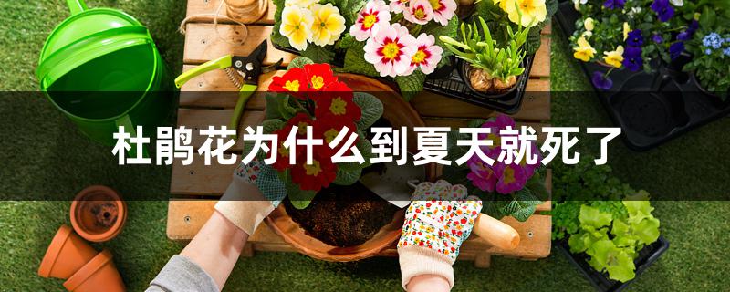 杜鹃花为什么到夏天就死了