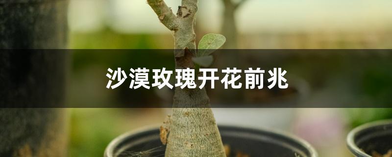 沙漠玫瑰开花前兆