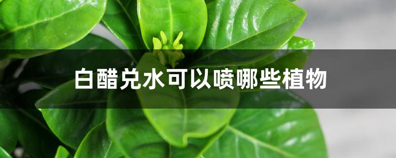 白醋兑水可以喷哪些植物