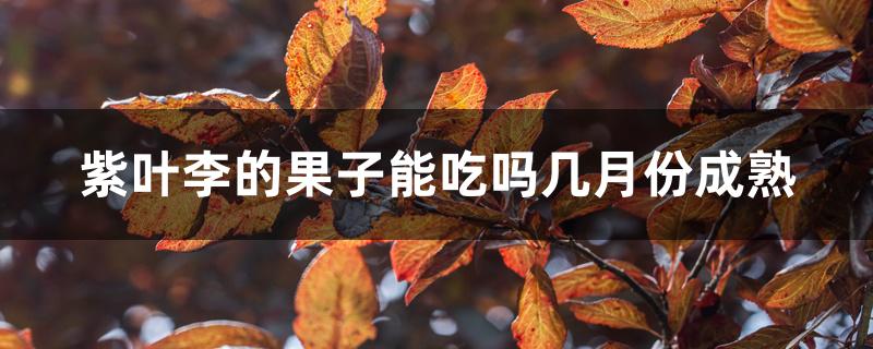 紫叶李的果子能吃吗几月份成熟 紫叶李的果子能吃吗几月份成熟