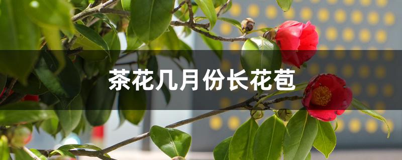 茶花几月份长花苞