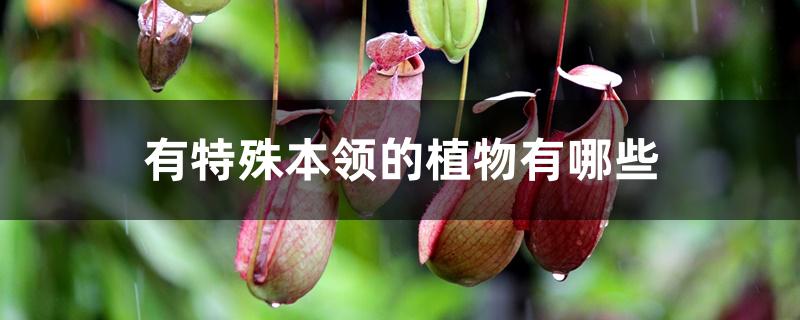 有特殊本领的植物有哪些 有特殊本领的植物有哪些