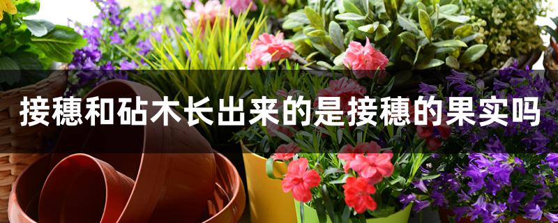 接穗和砧木长出来的是接穗的果实吗