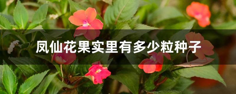 凤仙花果实里有多少粒种子