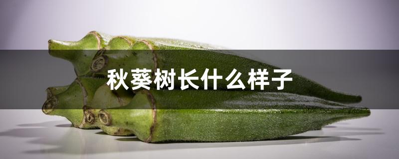 秋葵树长什么样子 秋葵树长什么样子