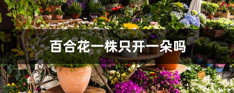 百合花一株只开一朵吗 百合花一株只开一朵吗