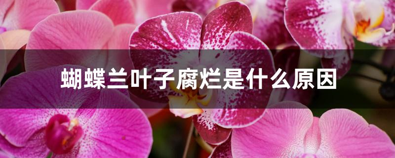 蝴蝶兰叶子腐烂是什么原因