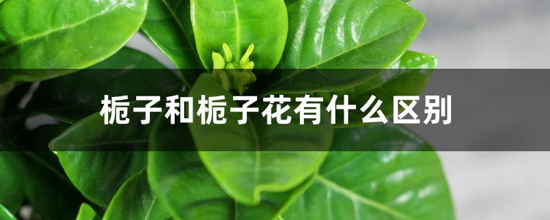 栀子和栀子花有什么区别