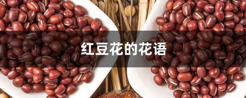 红豆花的花语 红豆花的花语