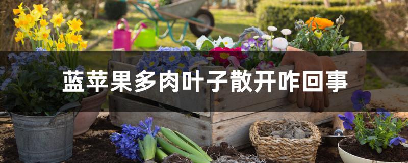 蓝苹果多肉叶子散开咋回事