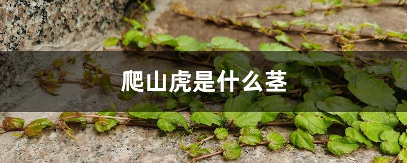 爬山虎是什么茎