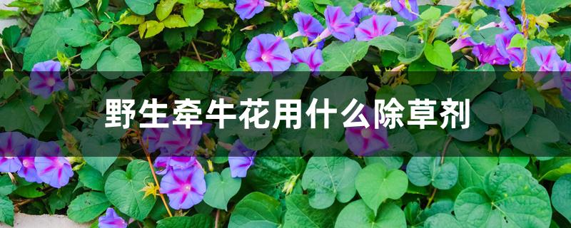 野生牵牛花用什么除草剂