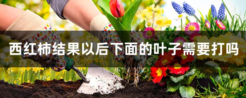 西红柿结果以后下面的叶子需要打吗 西红柿结果以后下面的叶子需要打吗