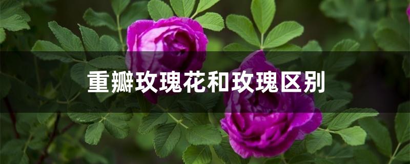 重瓣玫瑰花和玫瑰区别