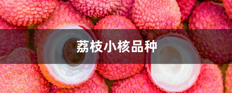 荔枝小核品种