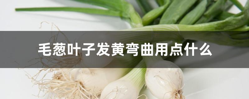 毛葱叶子发黄弯曲用点什么 毛葱叶子发黄弯曲用点什么